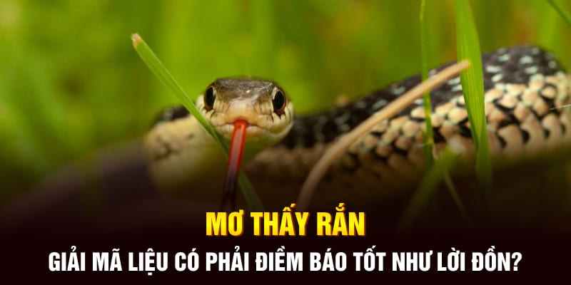 mo-thay-ran